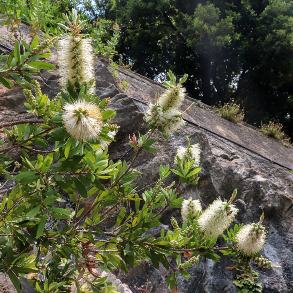 Callistemon citrinus Albus - Zylinderputzer