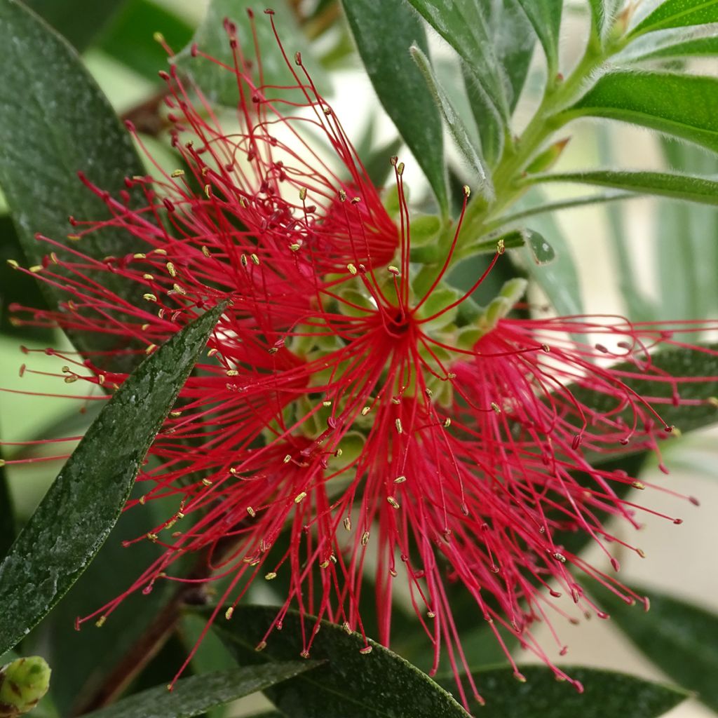 Callistemon citrinus Splendens - Zylinderputzer