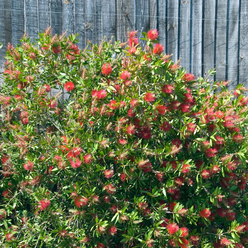Callistemon citrinus Splendens - Zylinderputzer