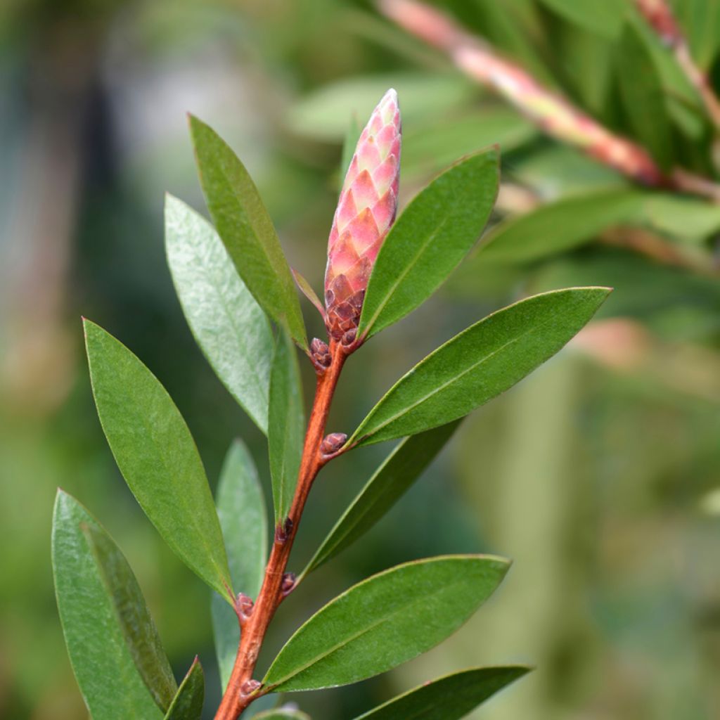Callistemon citrinus Splendens - Zylinderputzer