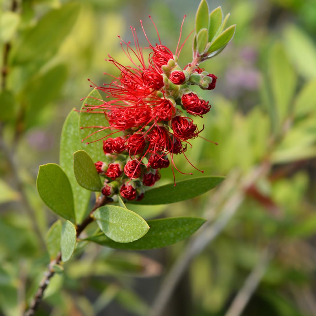 Callistemon citrinus Splendens - Zylinderputzer