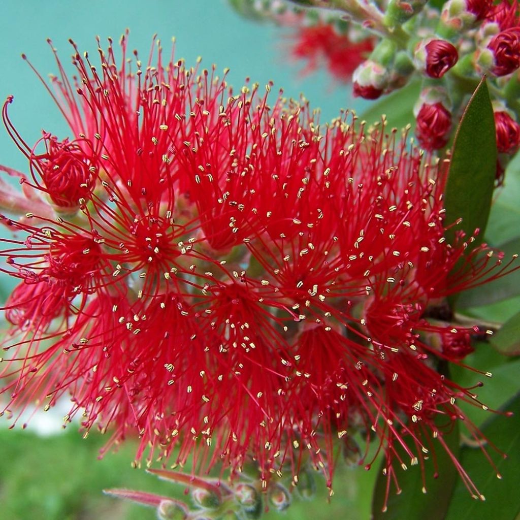 Callistemon masotti Mini Red - Zylinderputzer