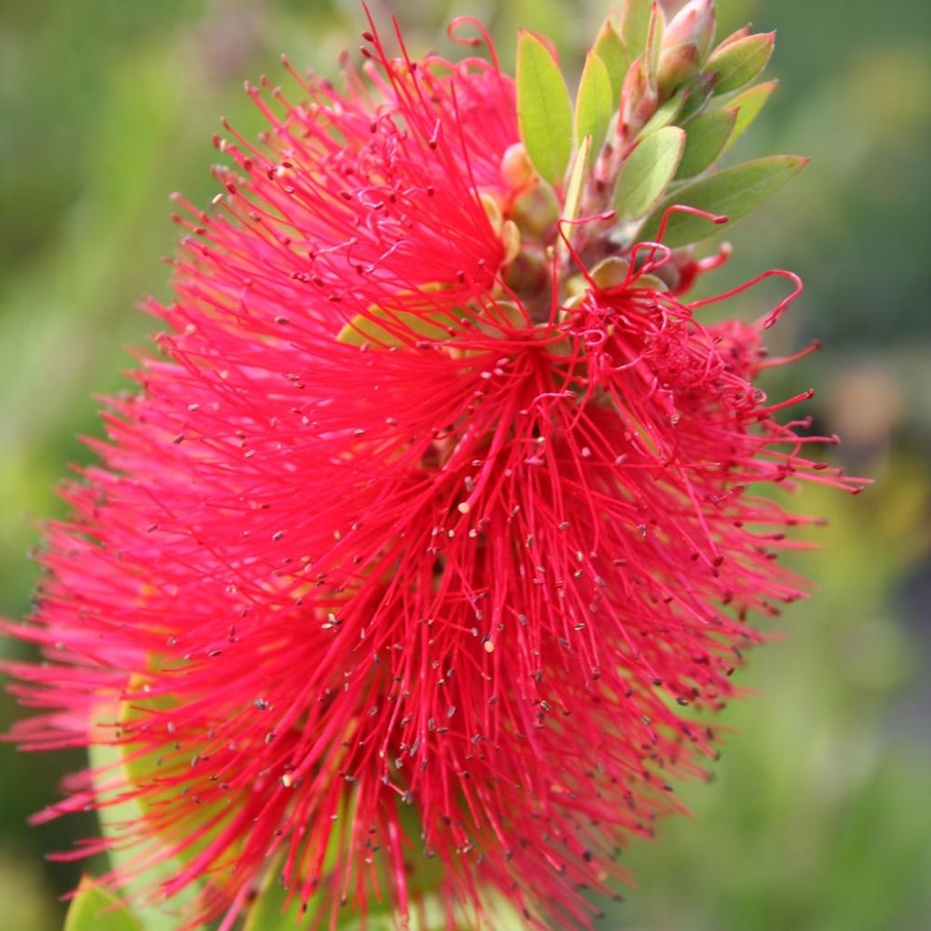 Callistemon masotti Mini Red - Zylinderputzer
