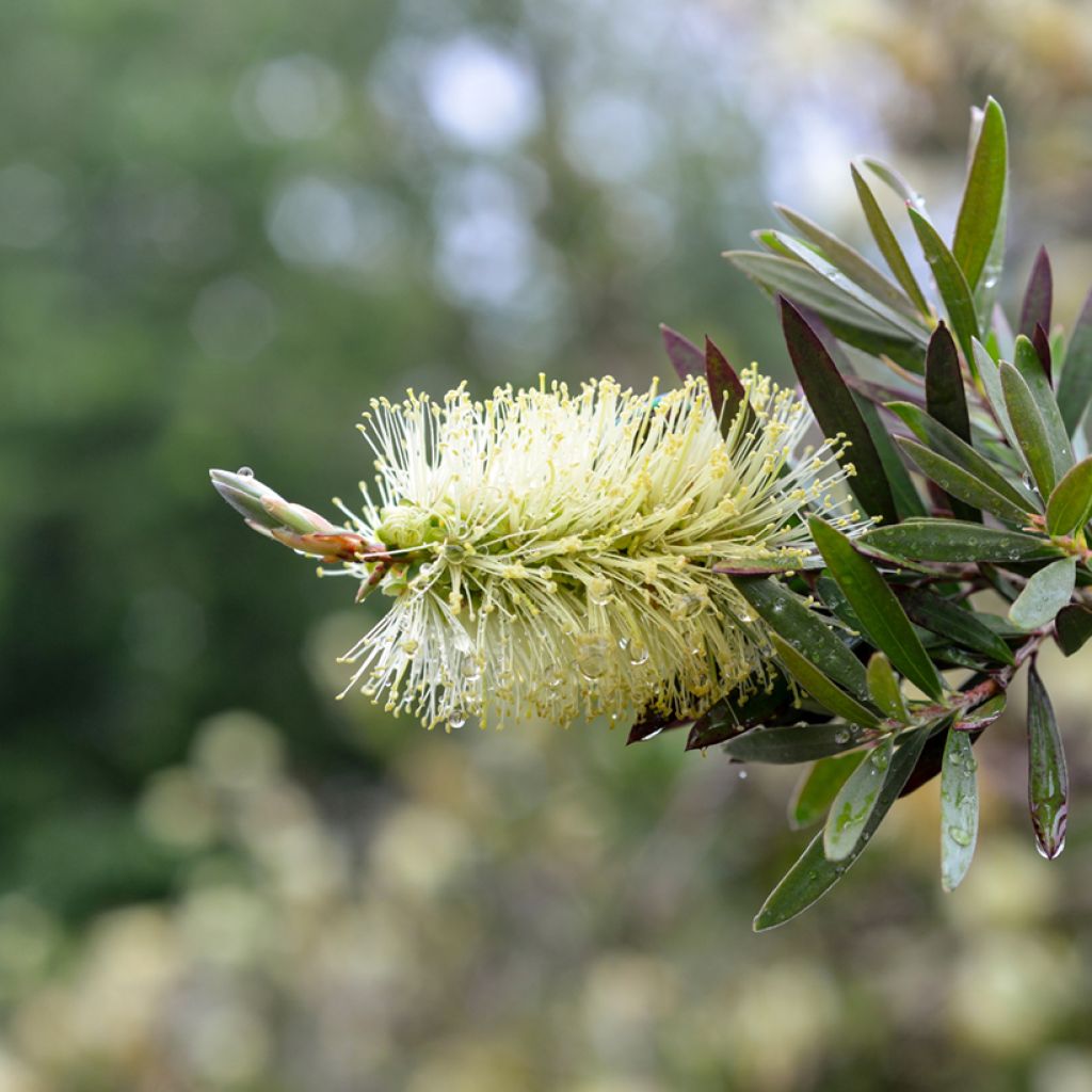 Callistemon pityoides Widdicomb Gem - Zylinderputzer
