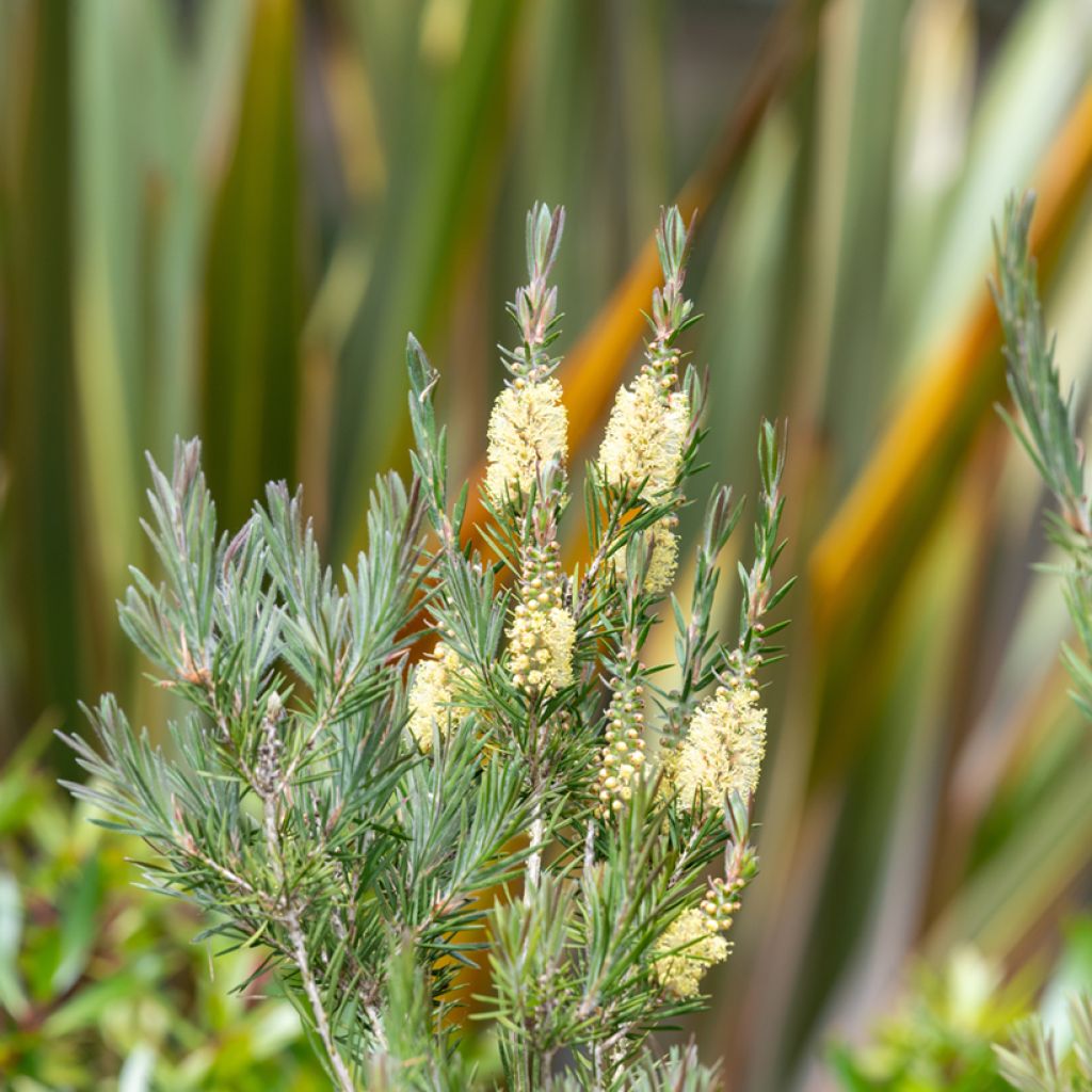 Callistemon pityoides Widdicomb Gem - Zylinderputzer