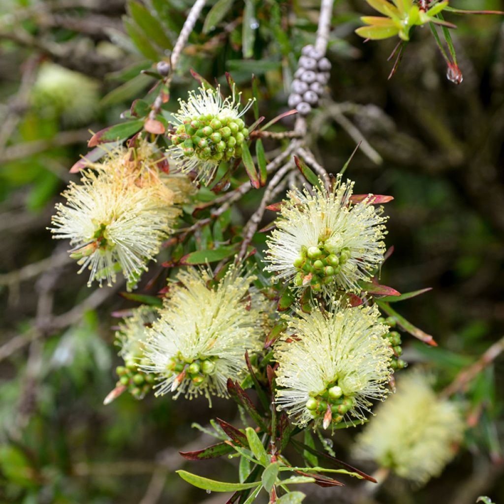 Callistemon pityoides Widdicomb Gem - Zylinderputzer