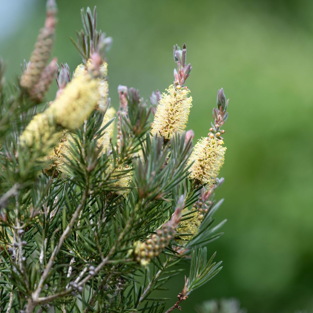 Callistemon pityoides Widdicomb Gem - Zylinderputzer