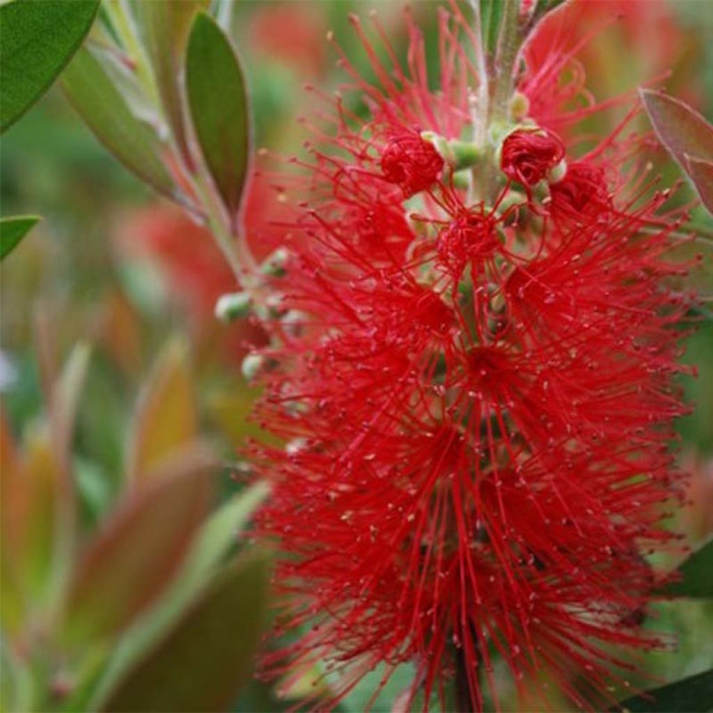 Callistemon rigidus - Zylinderputzer