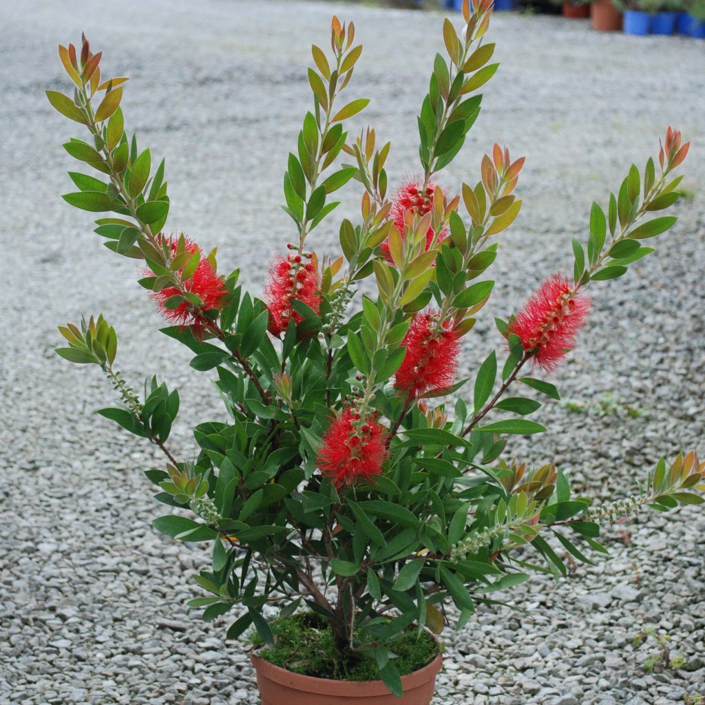 Callistemon rigidus - Zylinderputzer