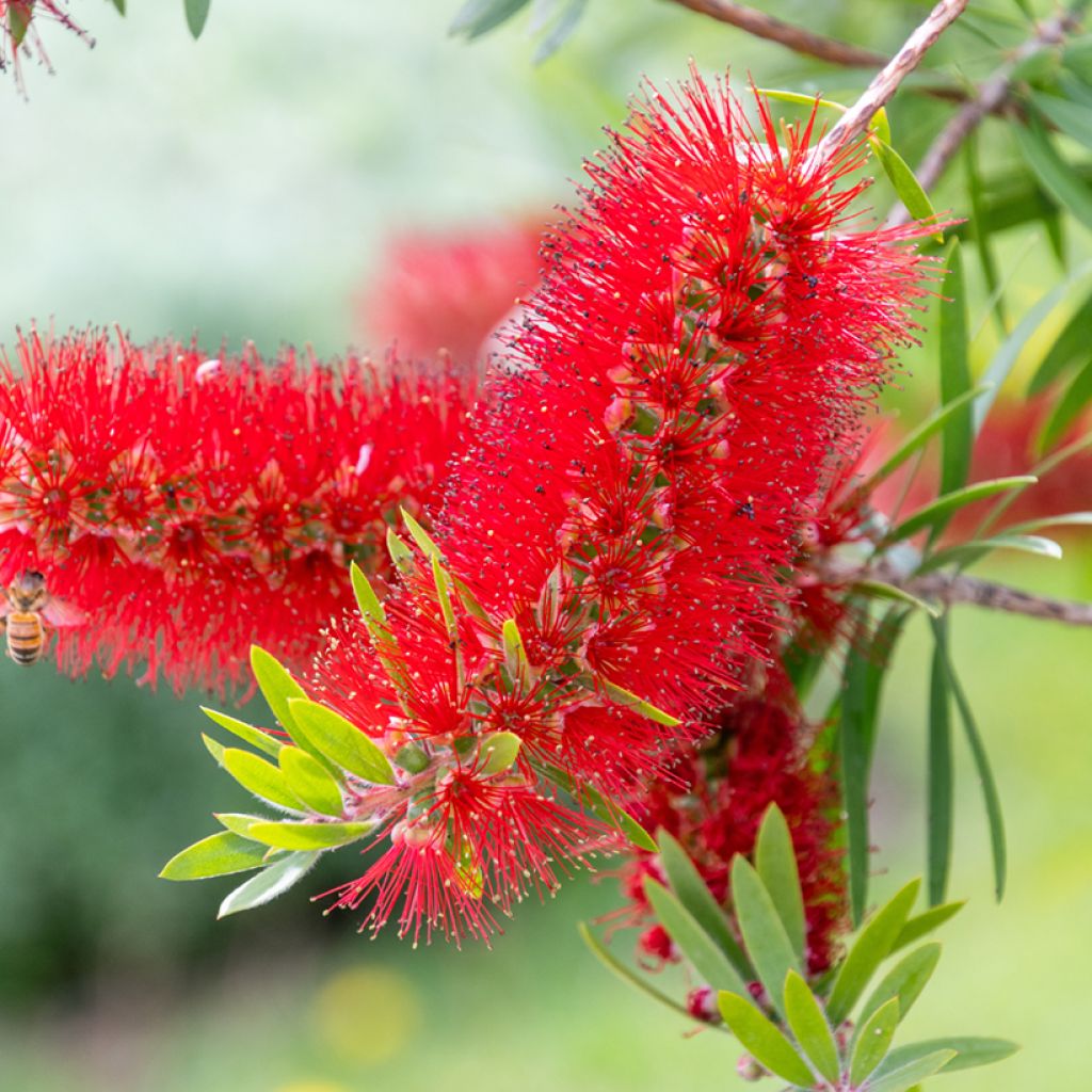 Callistemon rigidus - Zylinderputzer