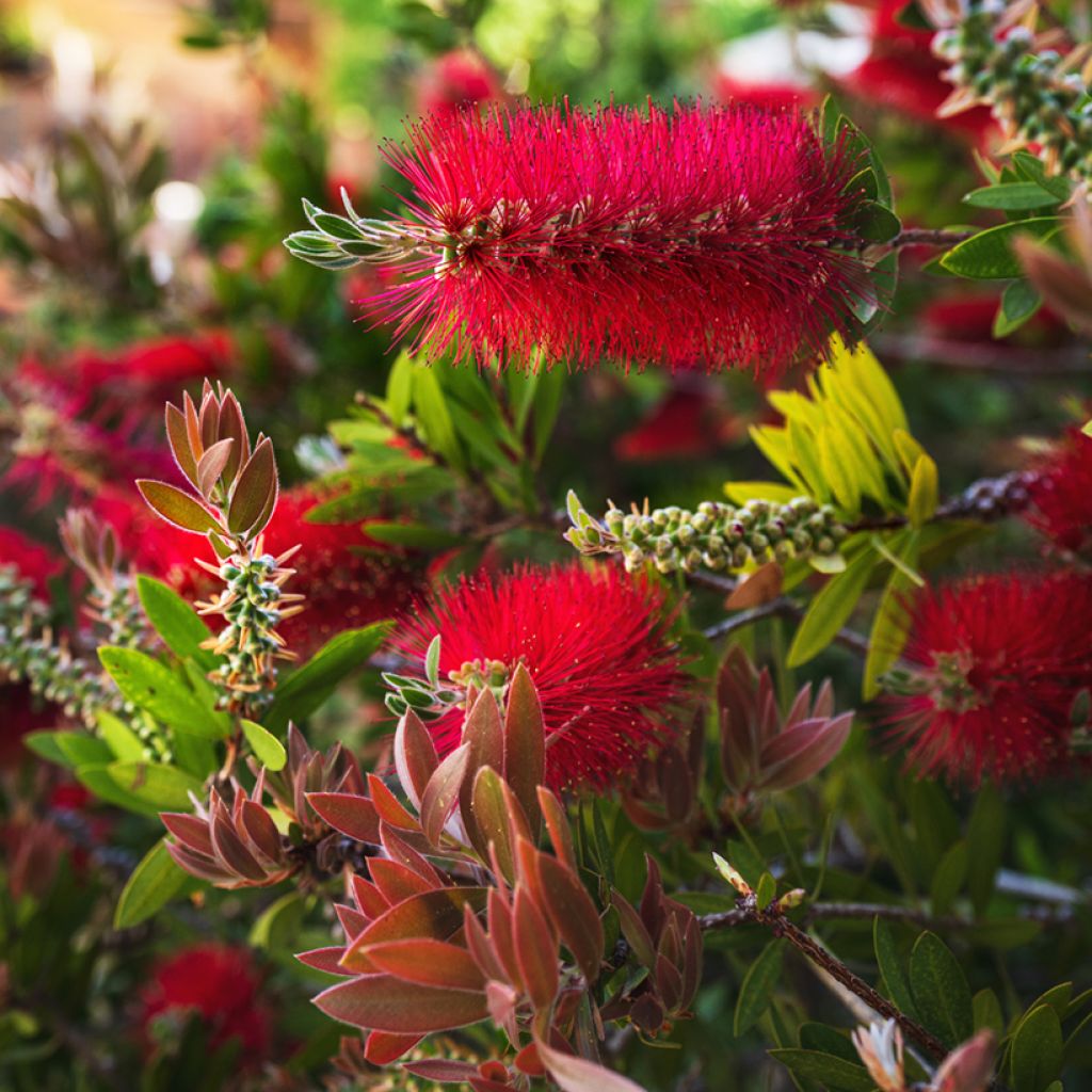 Callistemon rigidus - Zylinderputzer