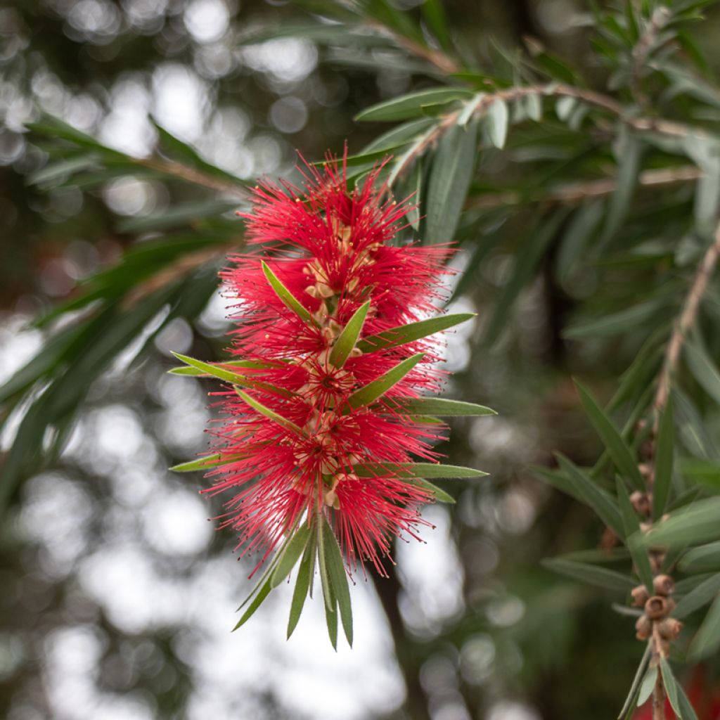 Callistemon rigidus - Zylinderputzer