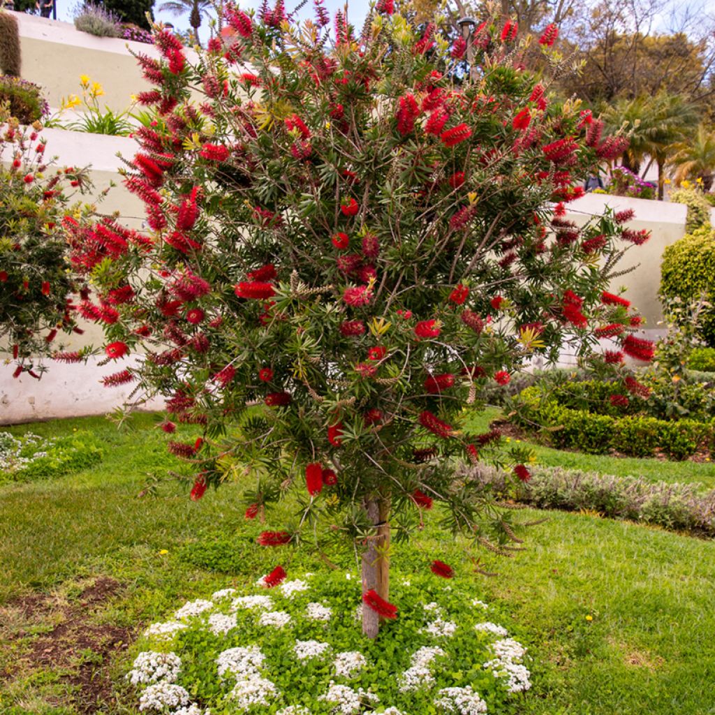 Callistemon rigidus - Zylinderputzer