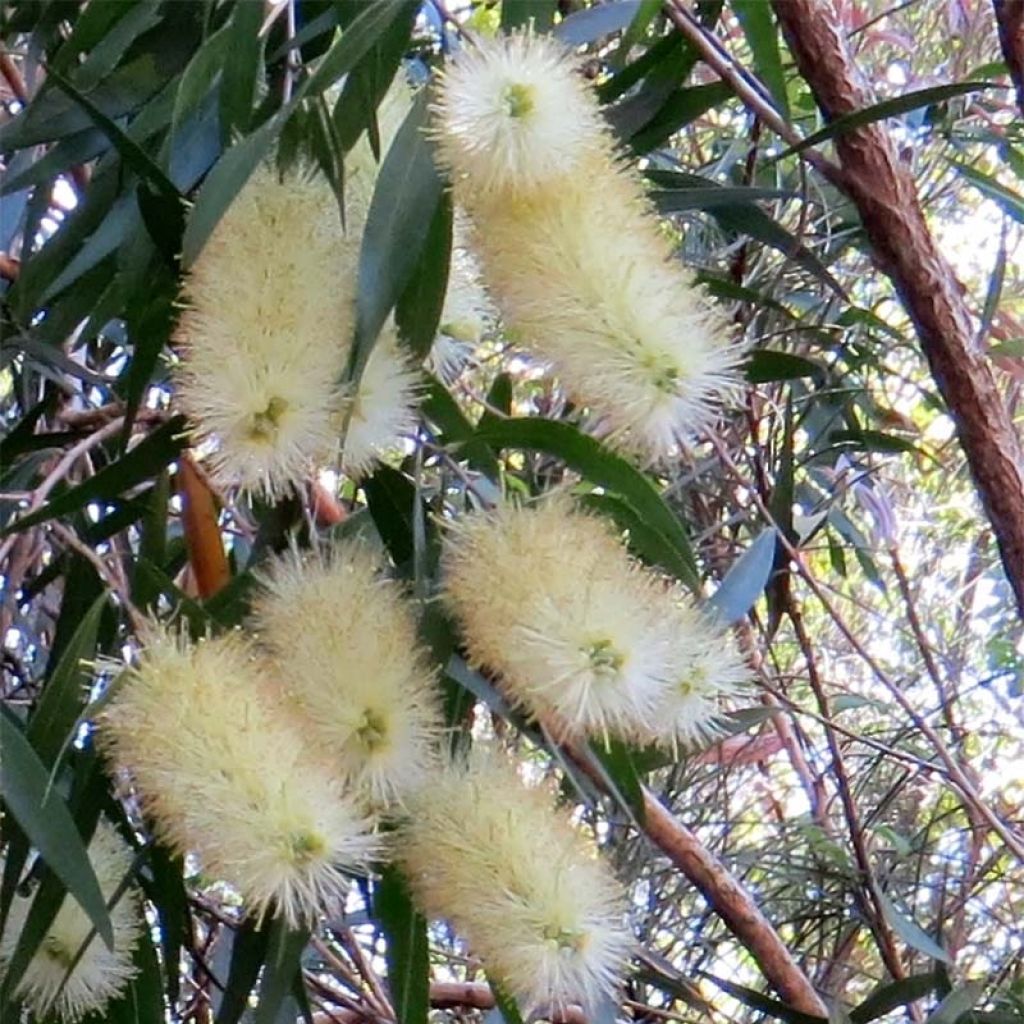 Callistemon salignus White - Zylinderputzer
