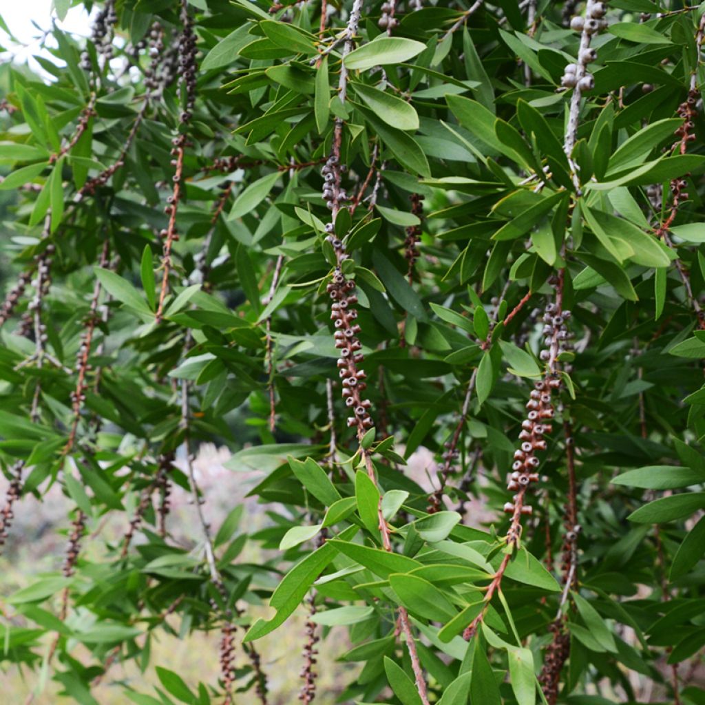 Callistemon salignus Perth Pink - Zylinderputzer