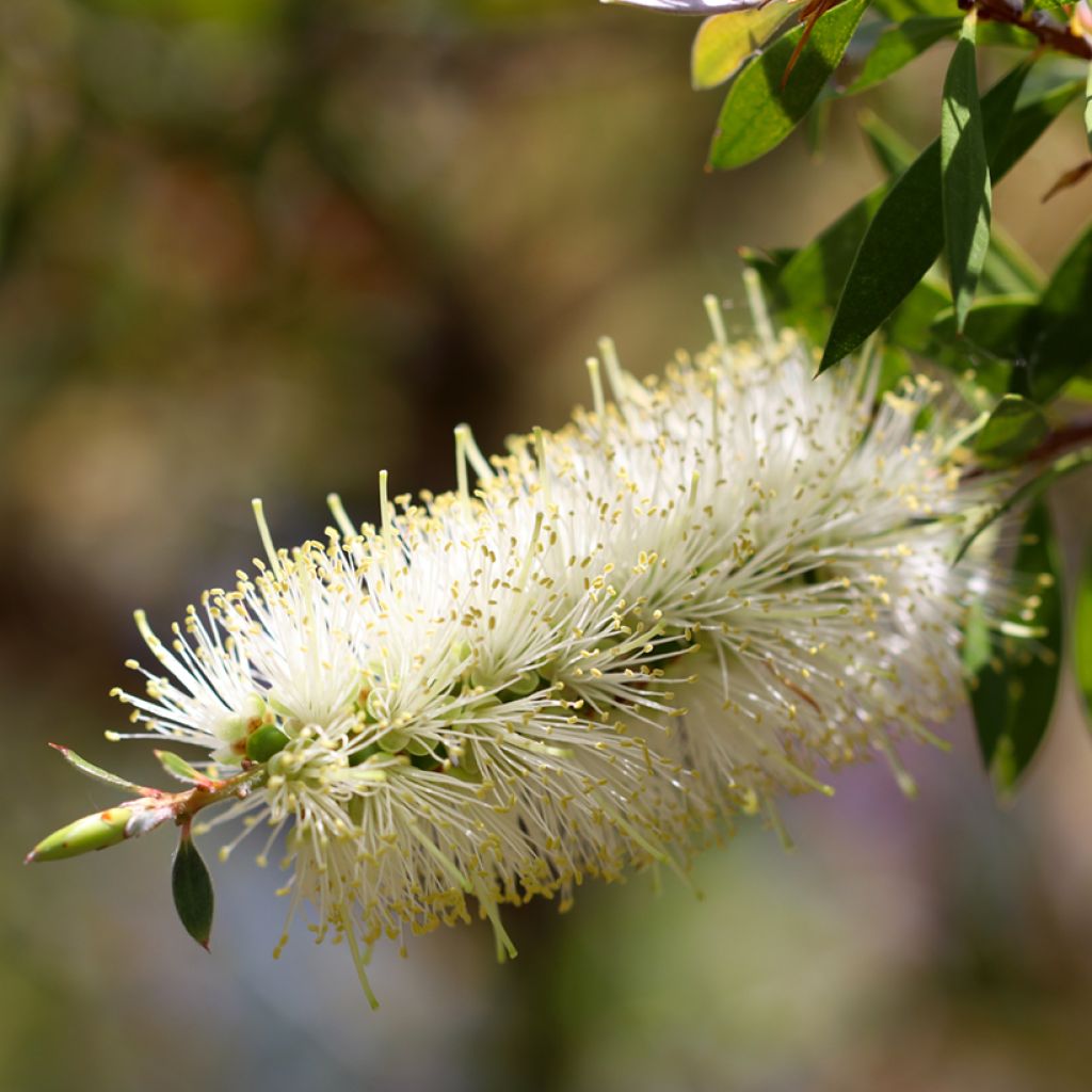 Callistemon salignus White - Zylinderputzer