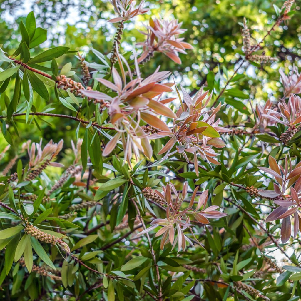 Callistemon salignus White - Zylinderputzer