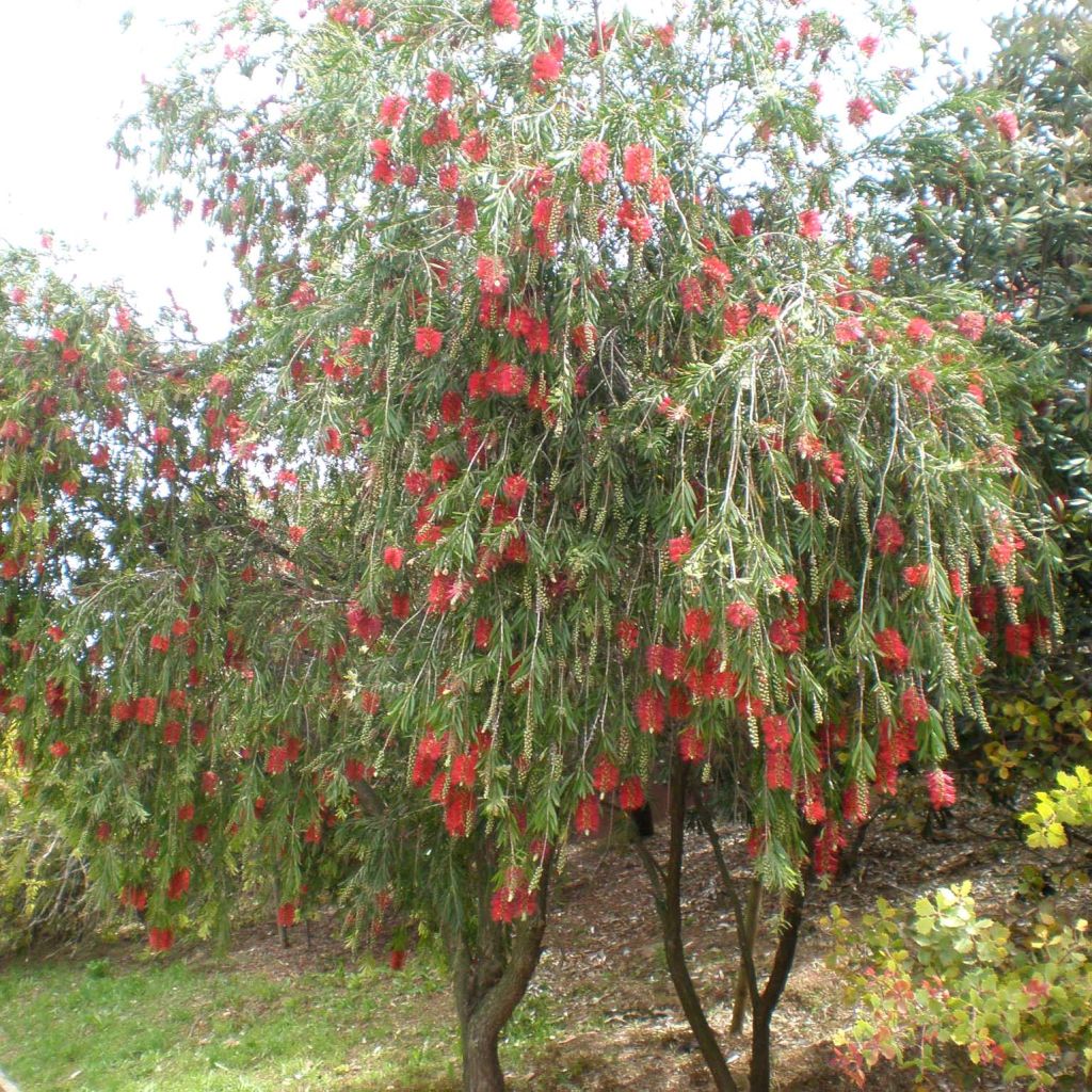 Callistemon viminalis - Zylinderputzer
