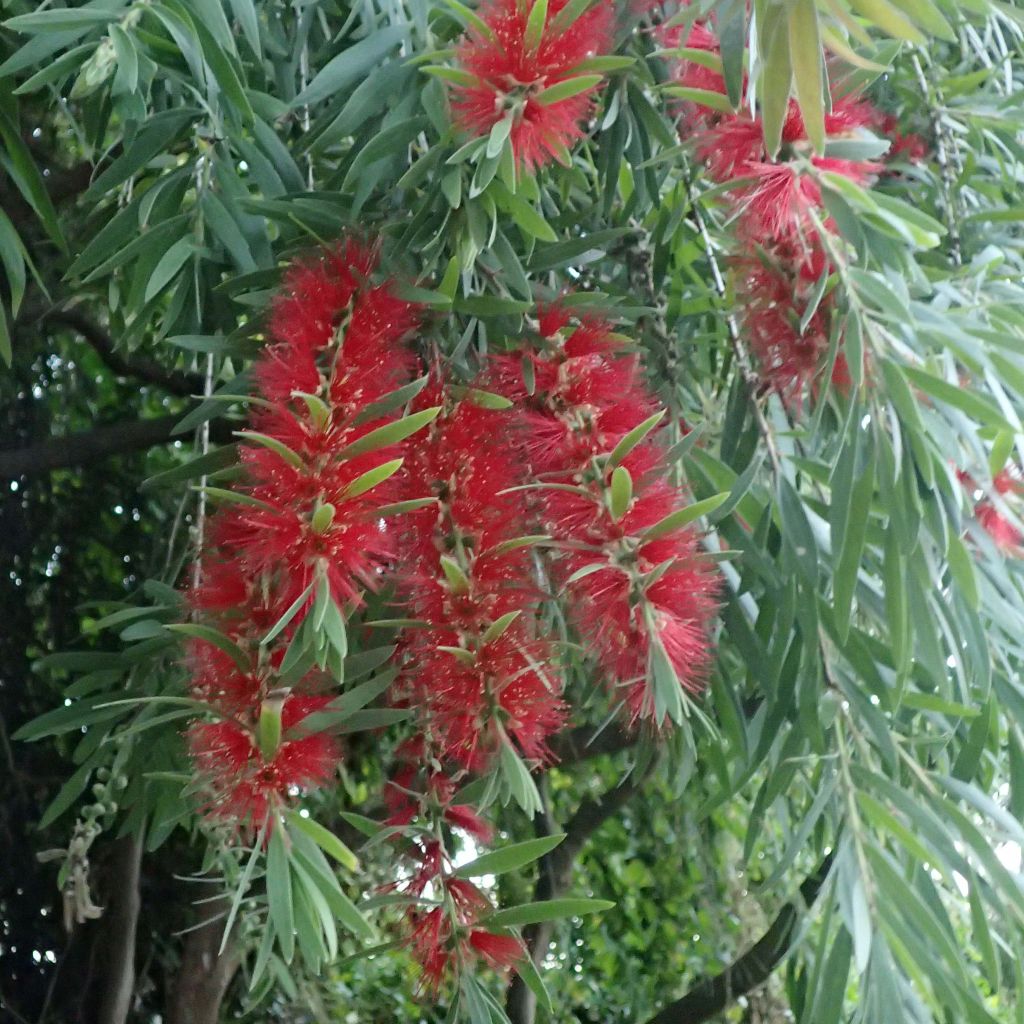 Callistemon viminalis - Zylinderputzer