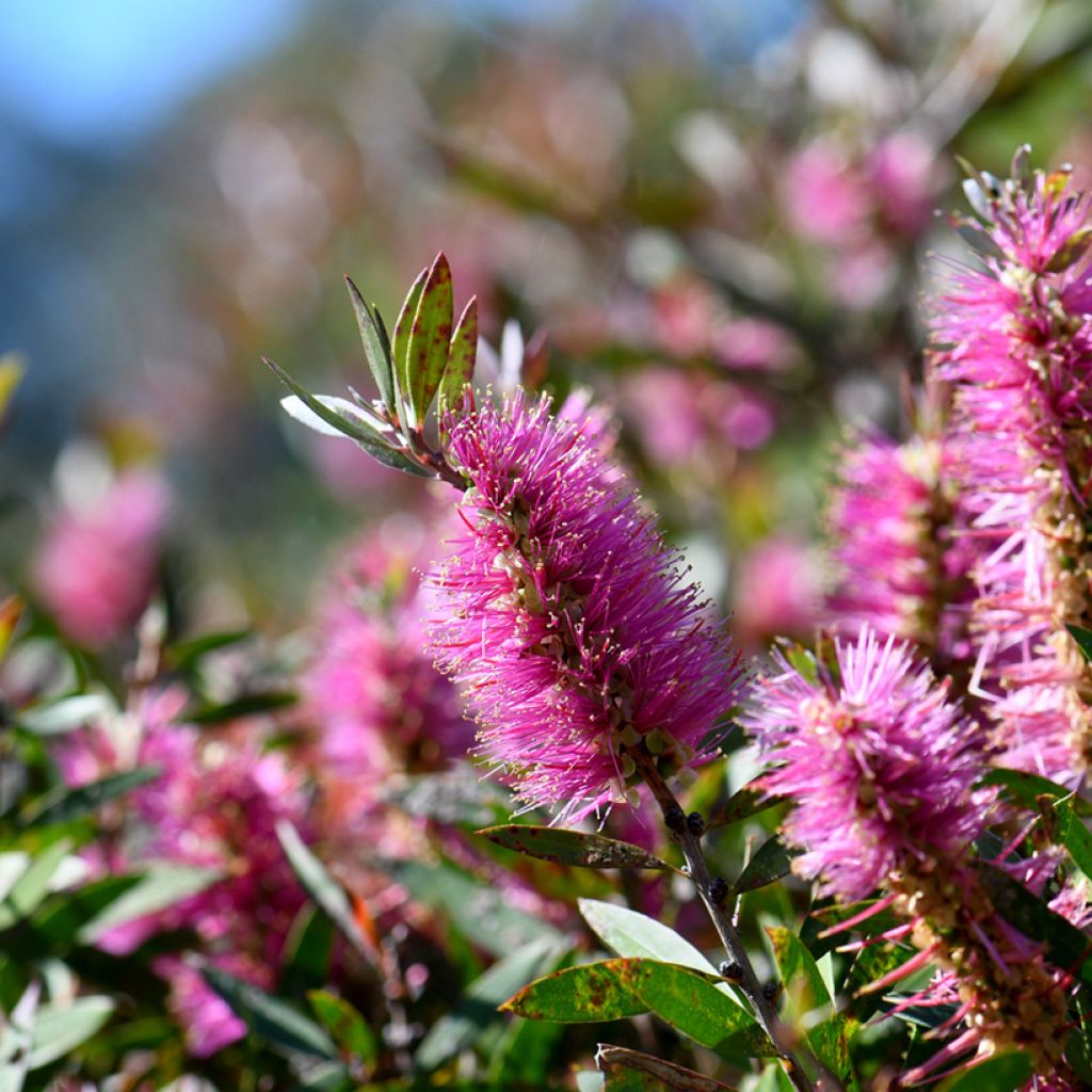 Callistemon viminalis Bright Pink - Zylinderputzer