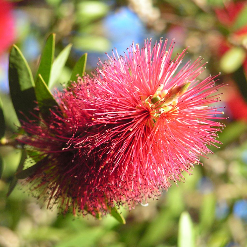 Callistemon viminalis Captain Cook - Zylinderputzer