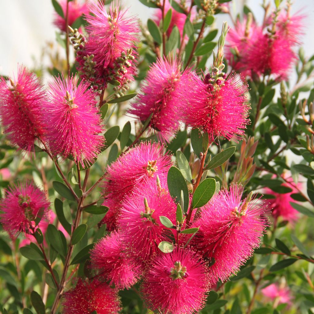 Callistemon viminalis Hot Pink - Zylinderputzer