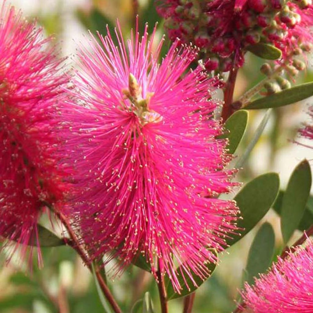 Callistemon viminalis Hot Pink - Zylinderputzer