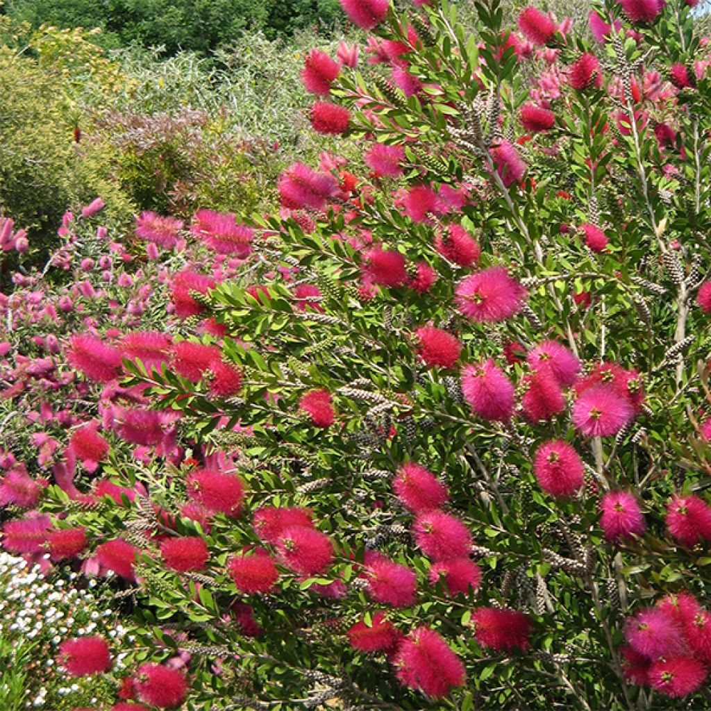 Callistemon viminalis Hot Pink - Zylinderputzer