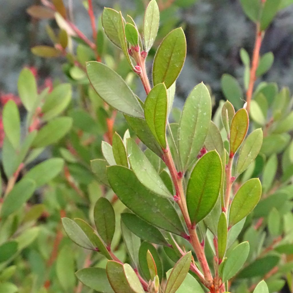 Callistemon viminalis Hot Pink - Zylinderputzer