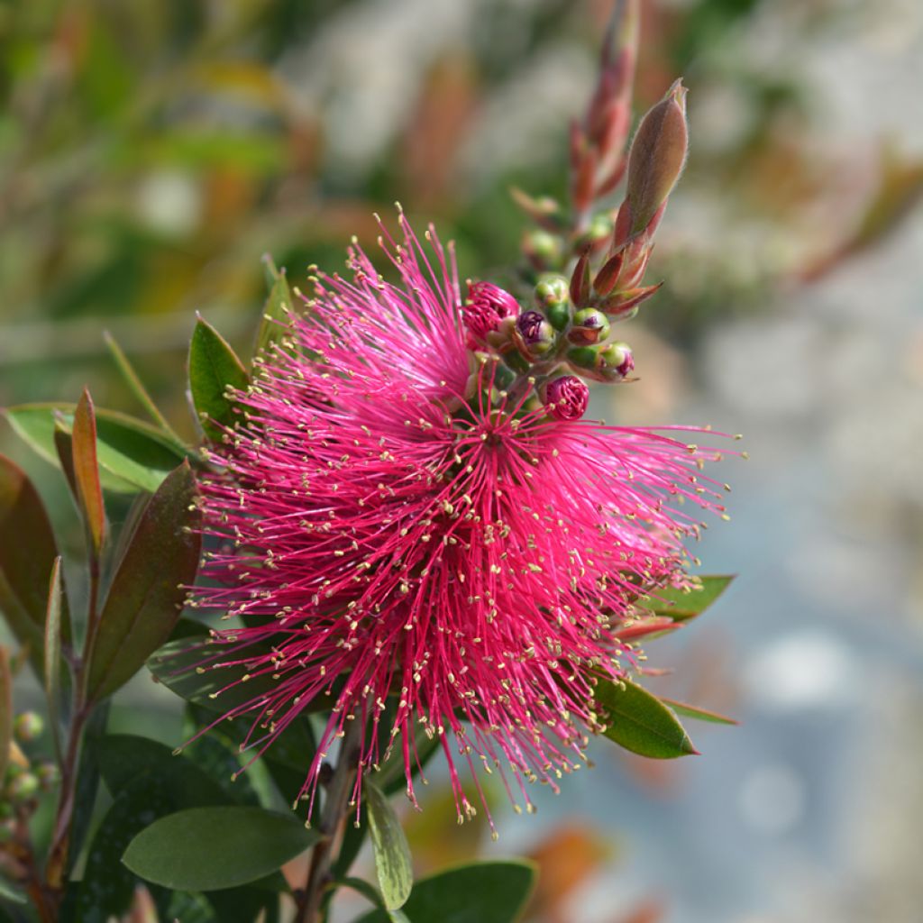 Callistemon viminalis Hot Pink - Zylinderputzer
