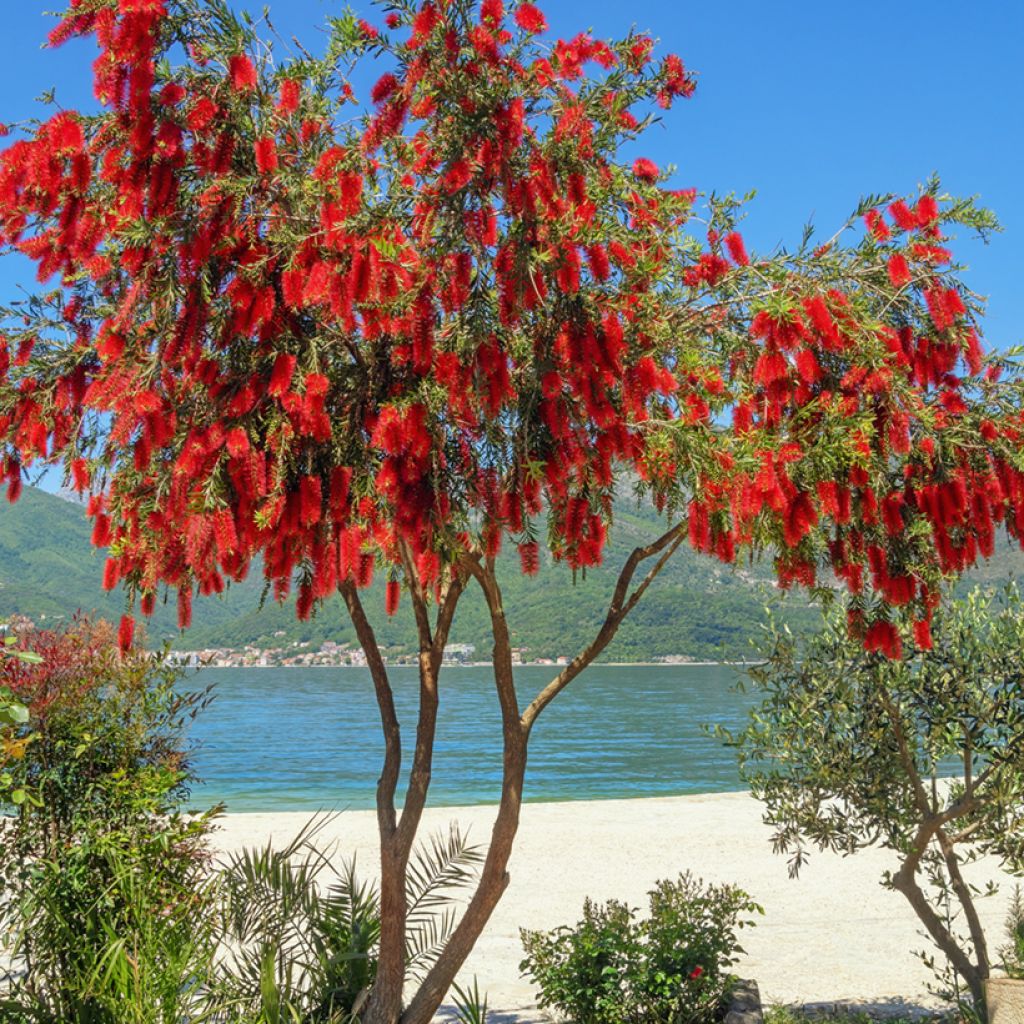 Callistemon viminalis - Zylinderputzer