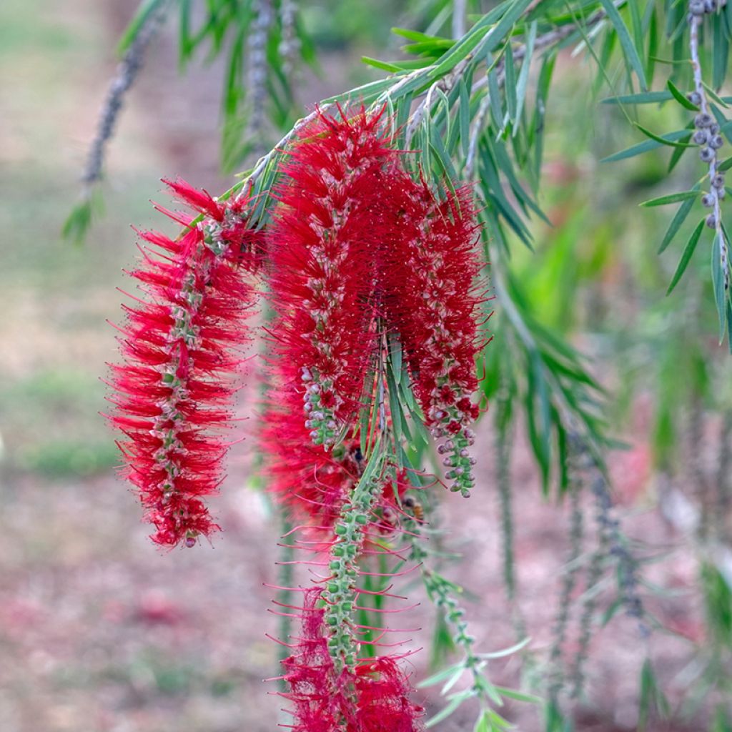 Callistemon viminalis - Zylinderputzer
