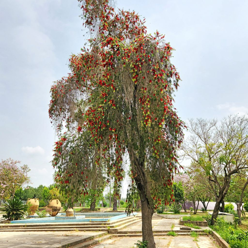 Callistemon viminalis - Zylinderputzer