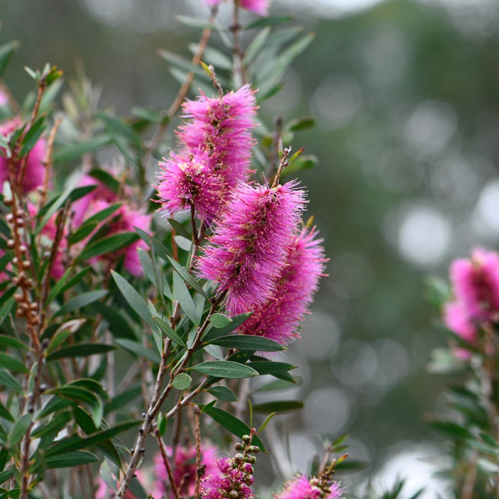 Callistemon violaceus - Zylinderputzer