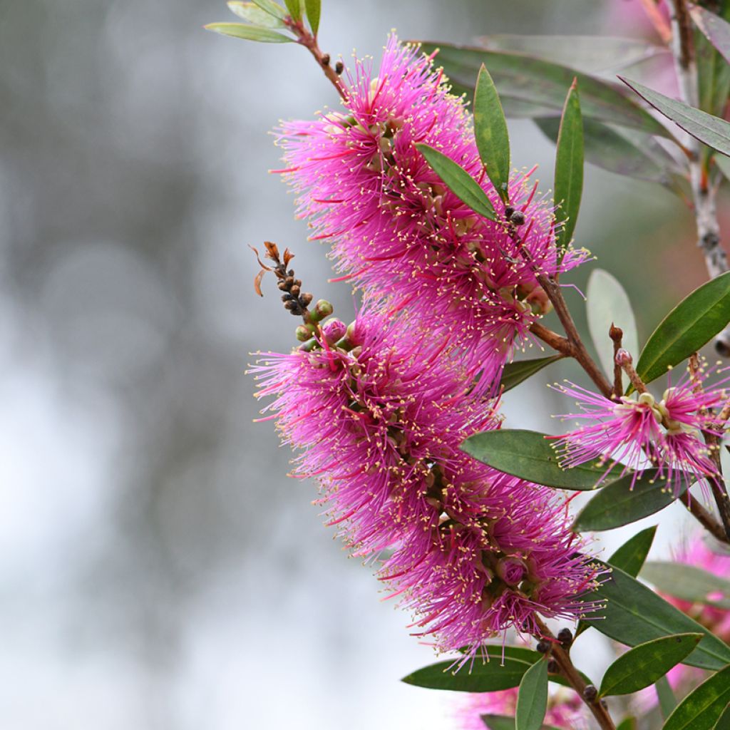 Callistemon violaceus - Zylinderputzer