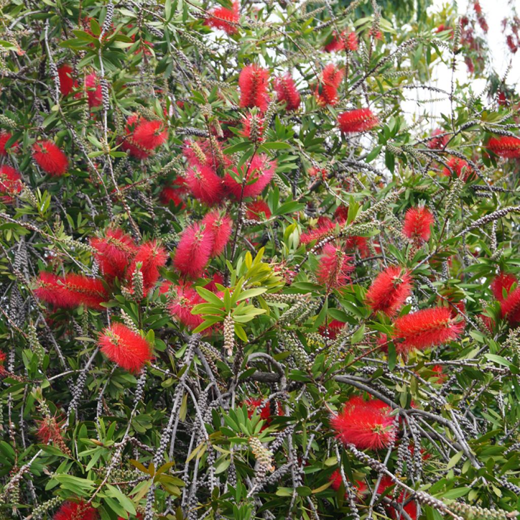Callistemon laevis - Zylinderputzer