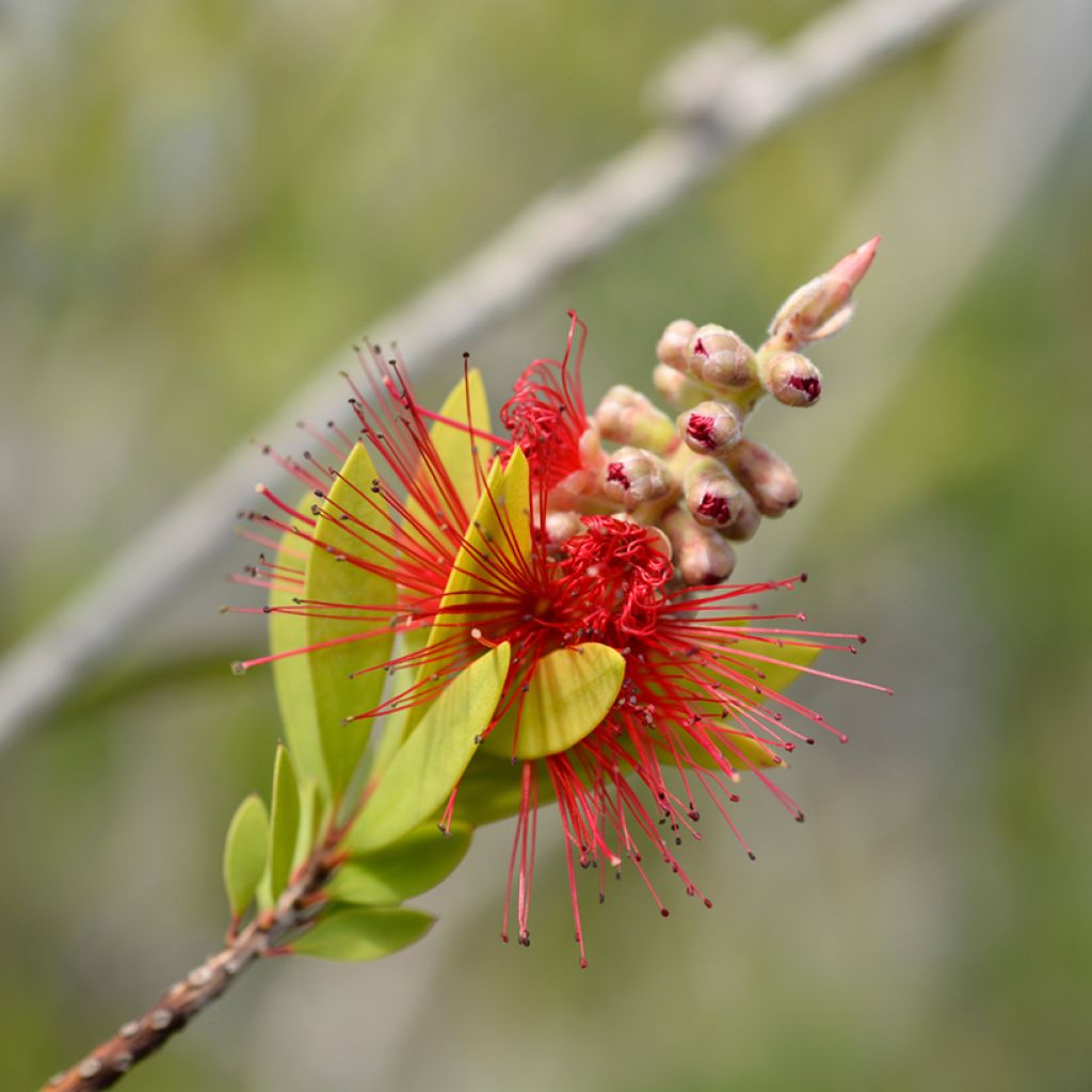 Callistemon laevis - Zylinderputzer