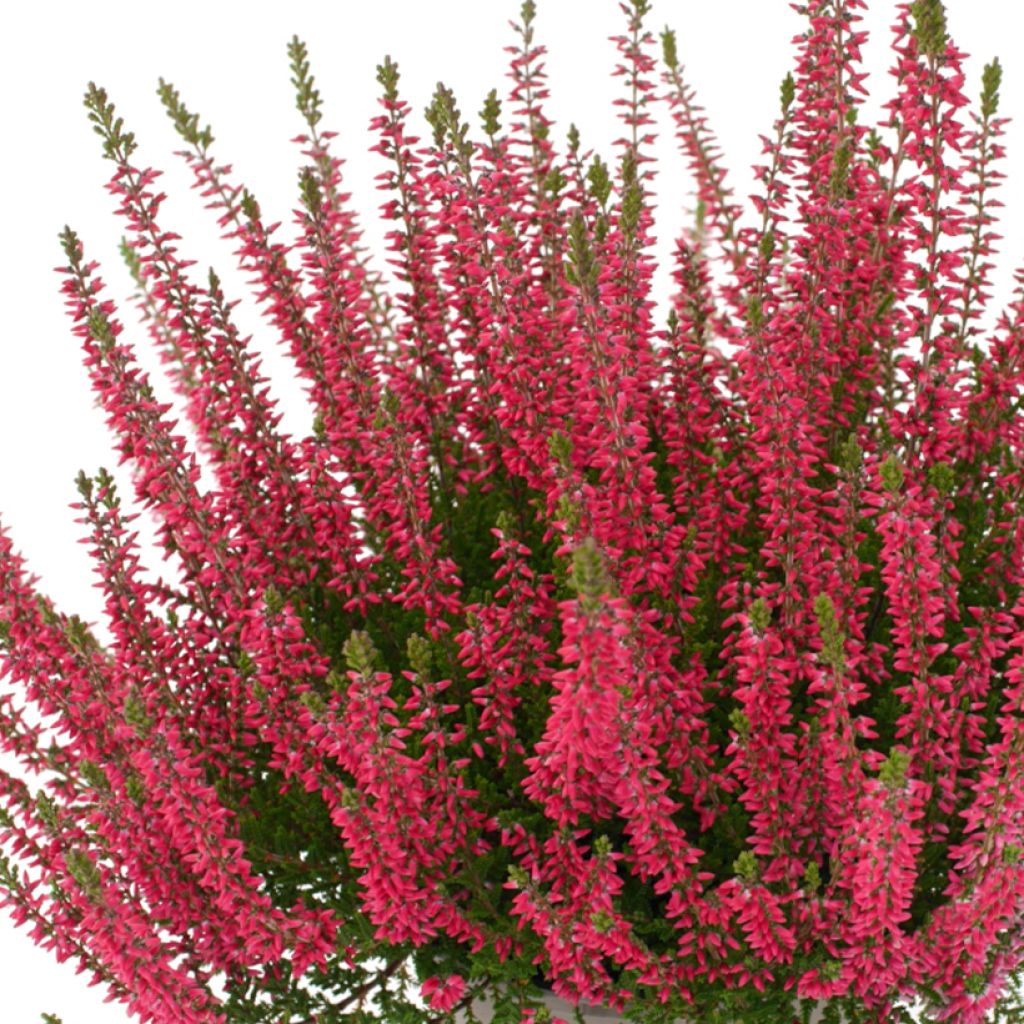 Besenheide Garden Girls Franca - Calluna vulgaris