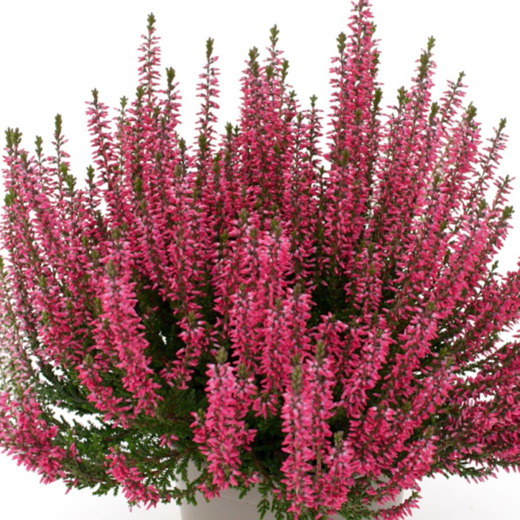 Besenheide Garden Girls Lioba - Calluna vulgaris