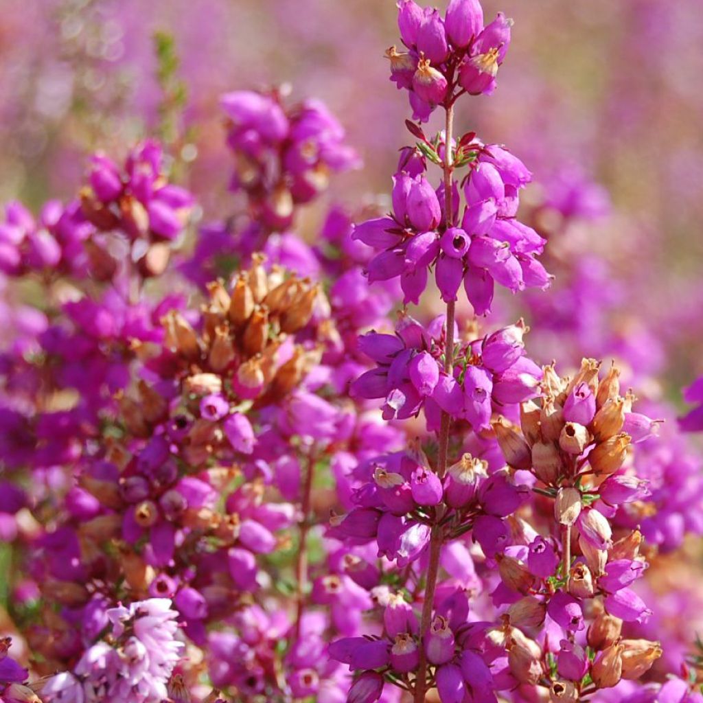 Besenheide Allegro - Calluna vulgaris