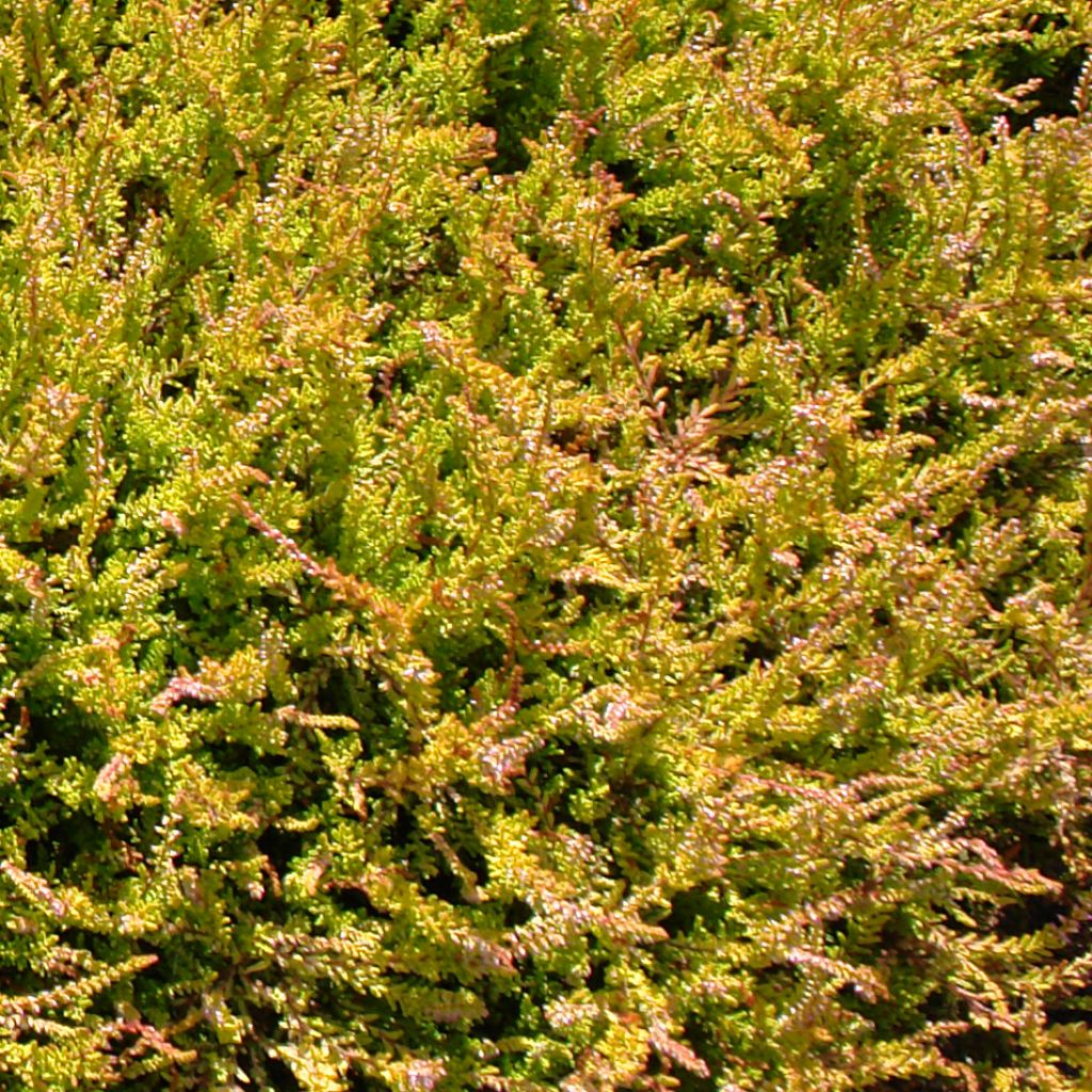 Besenheide Boskoop - Calluna vulgaris