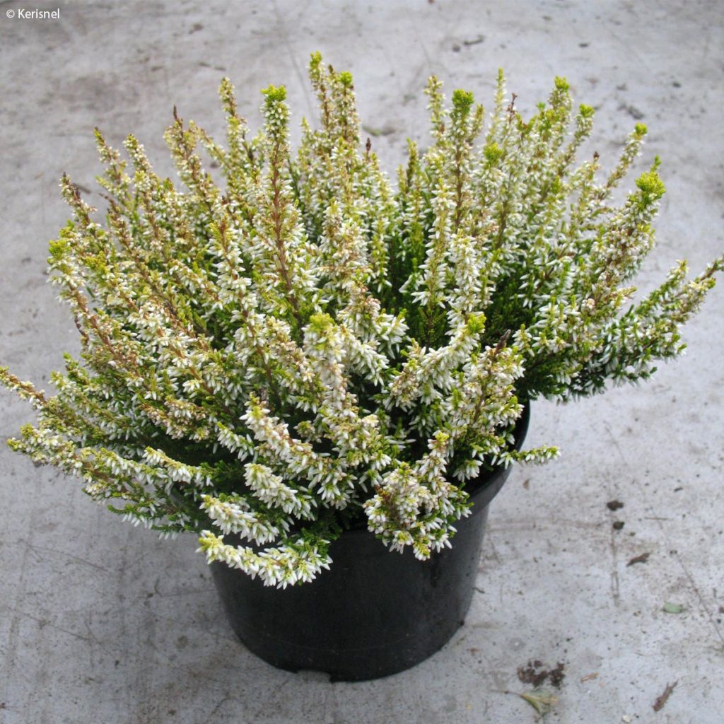 Bruyère d'été - Calluna vulgaris Sandy