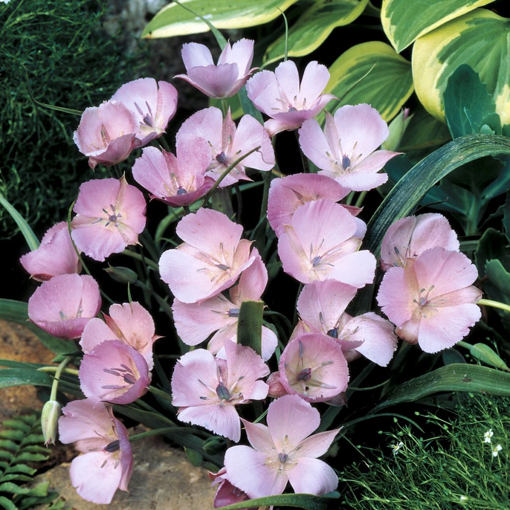 Calochortus lilacinus Cupido - Mormonentulpe