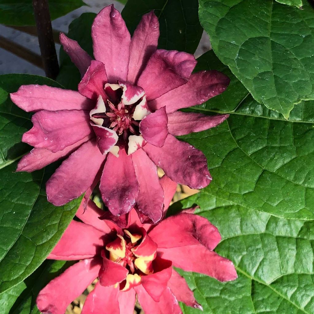 Calycanthus raulstonii Hartlage Wine - Gewürzstrauch
