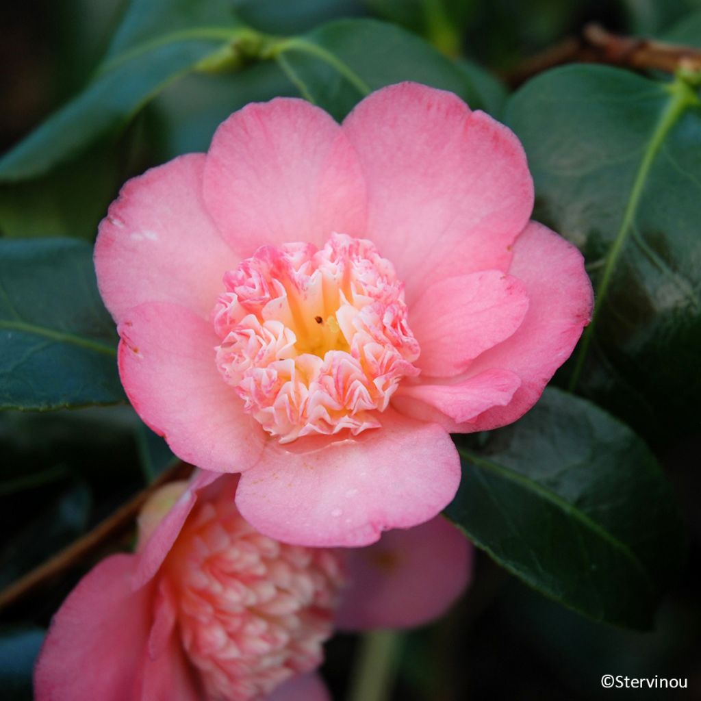 Camellia Baby Sis Pink - Japanische Kamelie