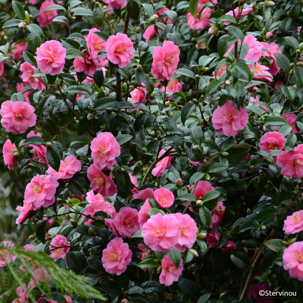 Camellia reticulata Inspiration - Kamelie