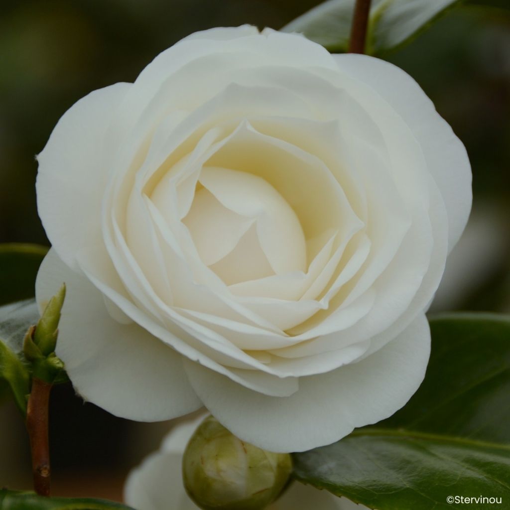 Camellia Janet Waterhouse - Japanische Kamelie