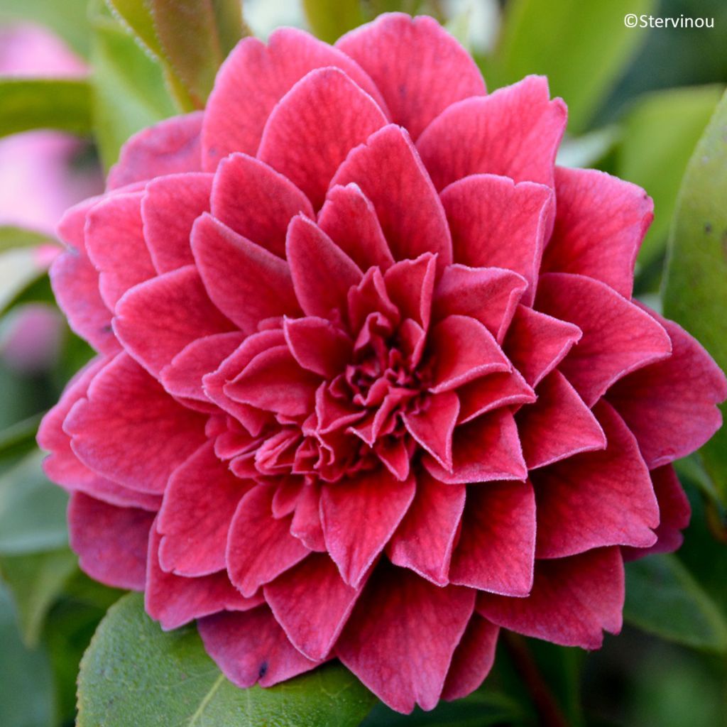 Camellia Manuroa Road - Japanische Kamelie