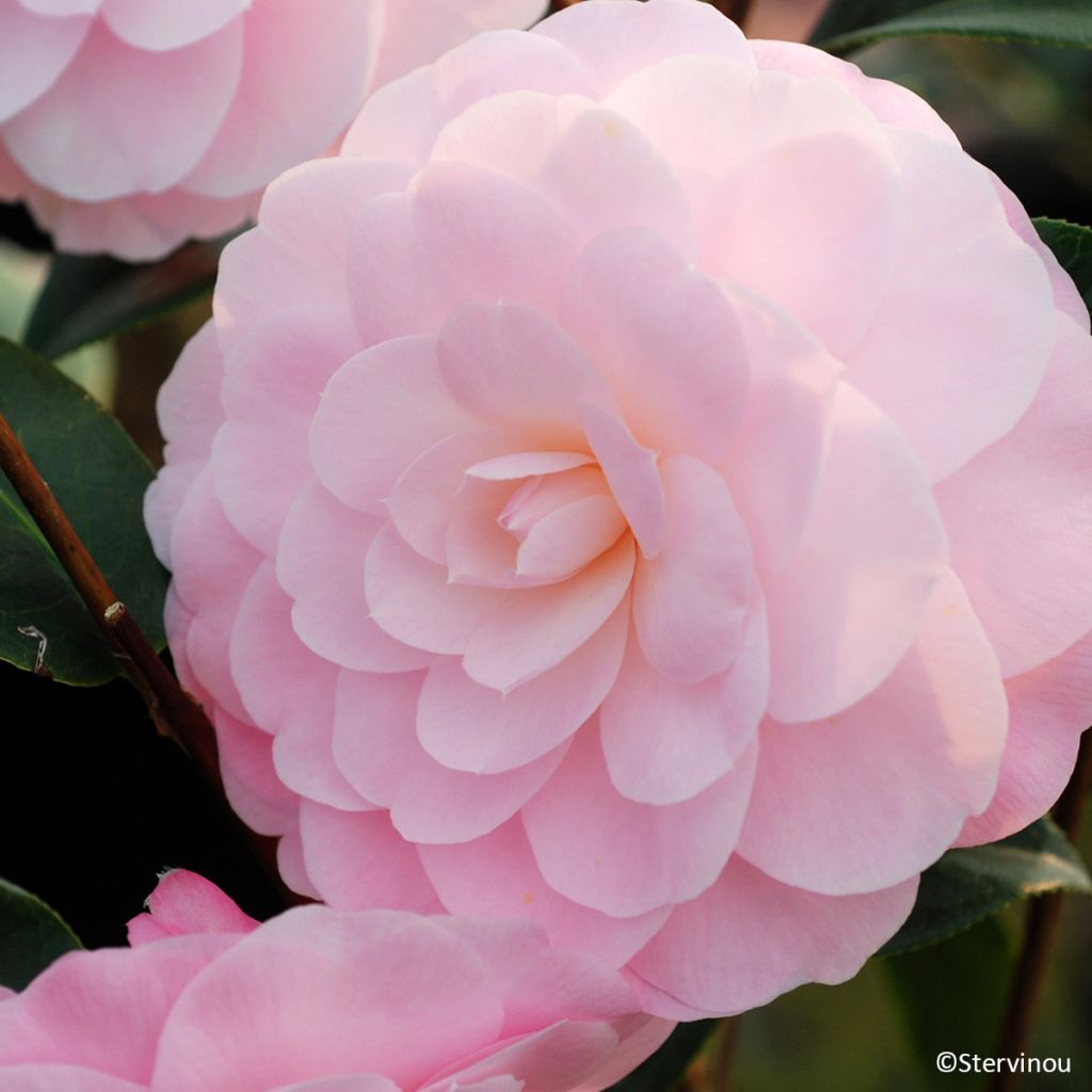 Camellia williamsii Mimosa Jury - Kamelie