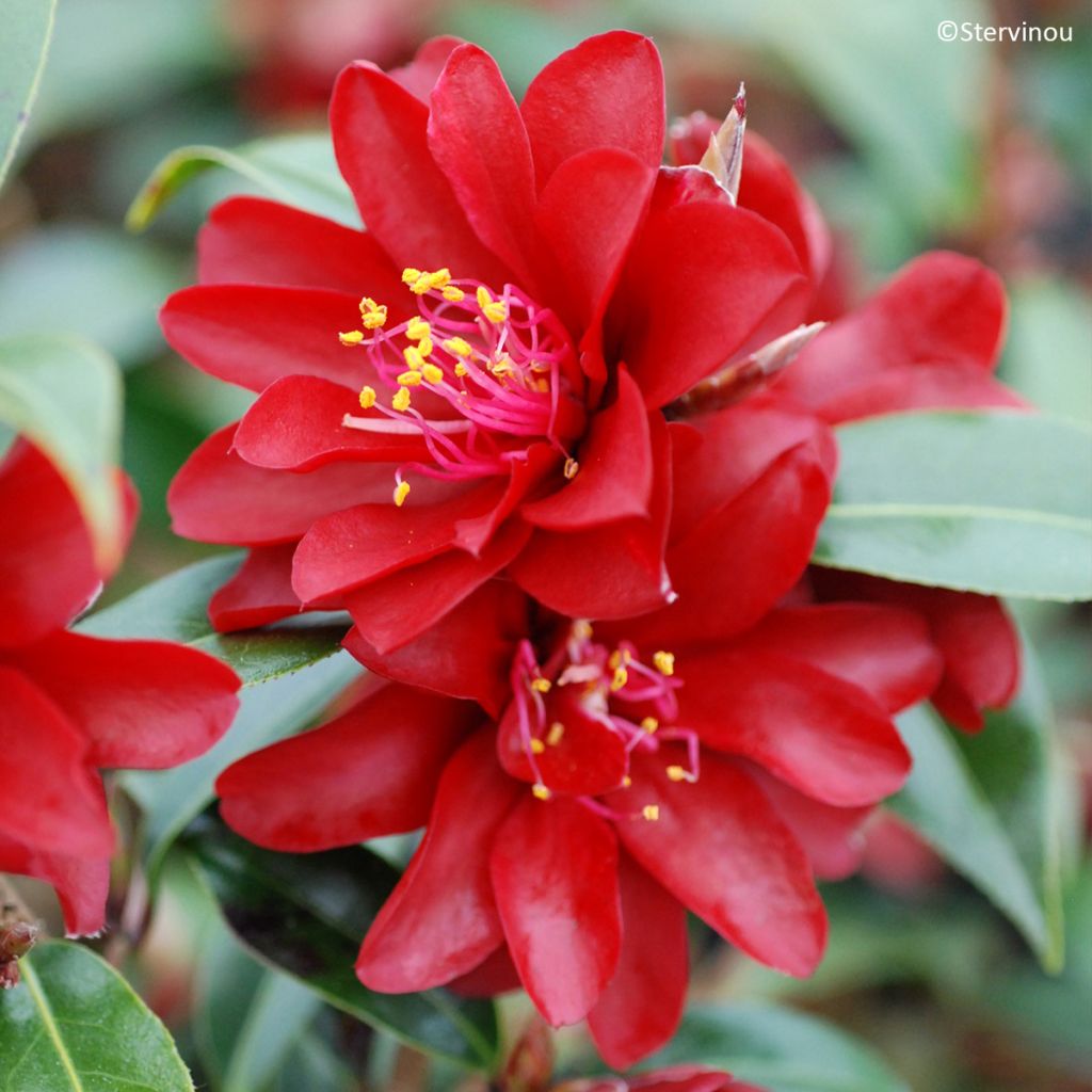 Camellia williamsii Night Rider - Kamelie